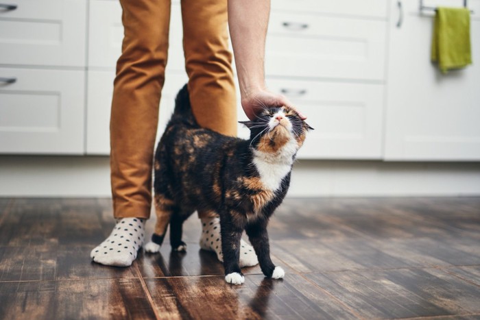 飼い主さんの足元で撫でてもらう猫