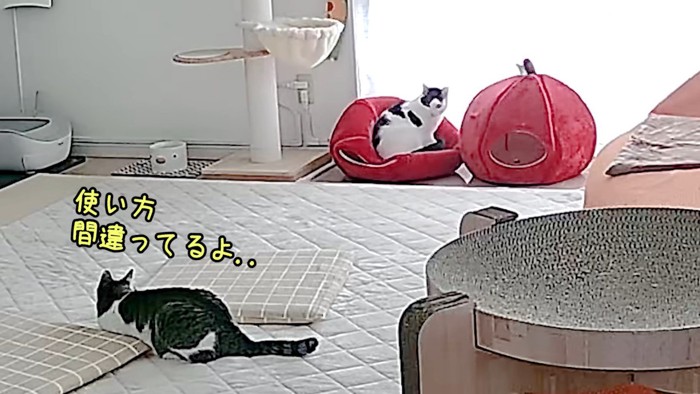 離れてくつろぐ二匹の猫