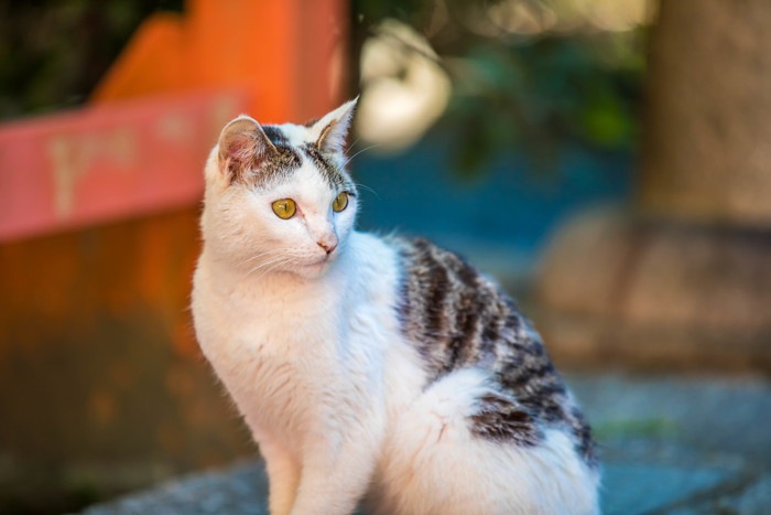 お寺にいる猫