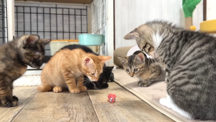 てんとう虫のオモチャ