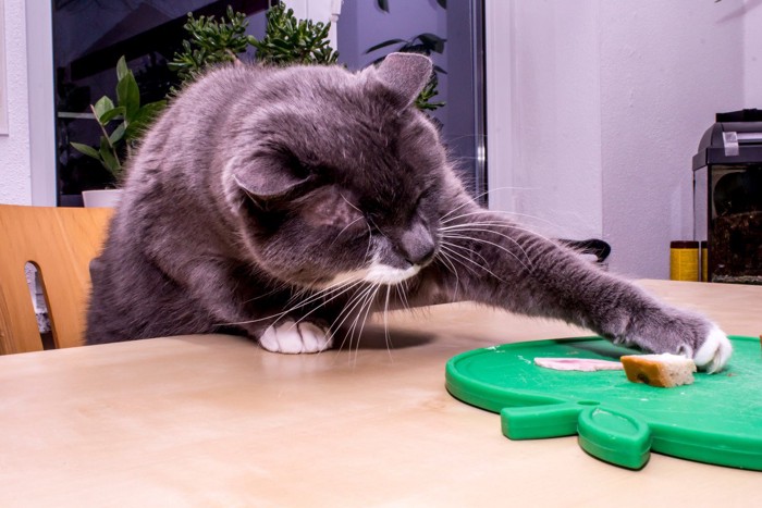 食べ物を狙う猫