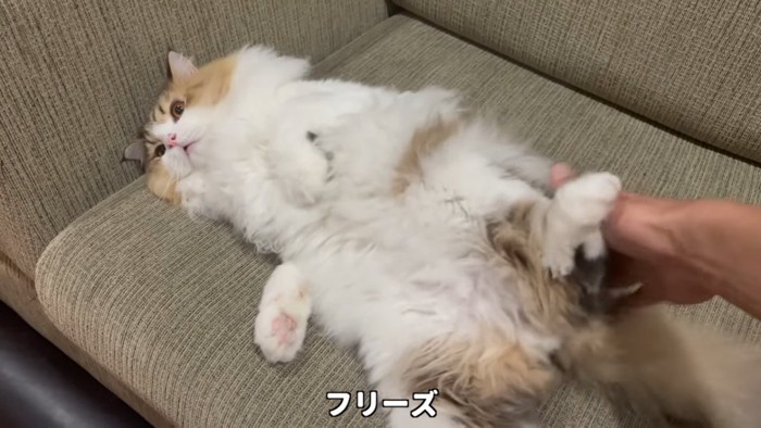 ソファーの上で仰向けになる猫