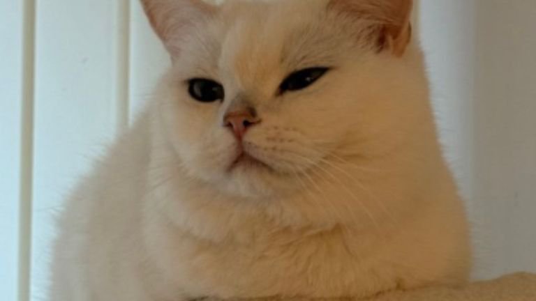 室内にいる猫