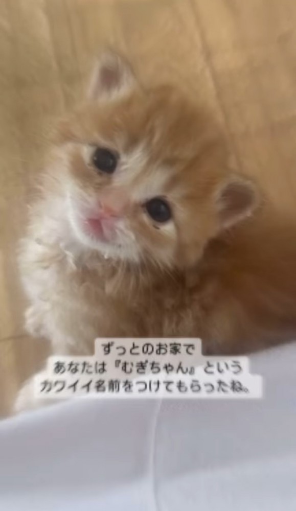 見上げる子猫