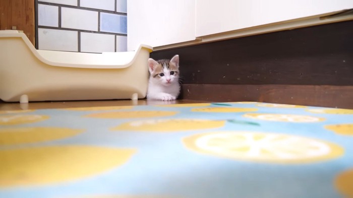 隙間に挟まるハートくん(遠くから)