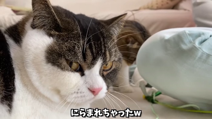 鋭い目つきの猫