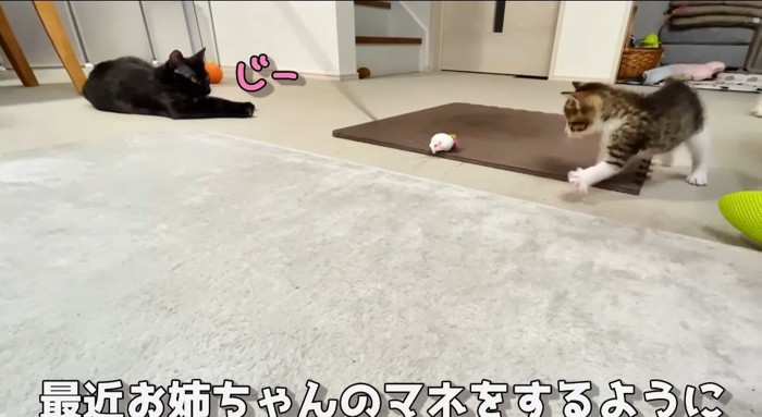 オモチャで遊ぶ猫