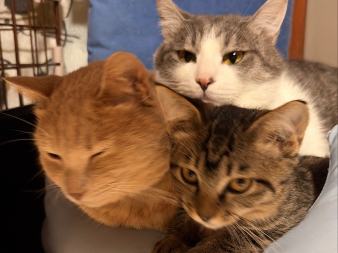 ぎゅうぎゅうに詰まっている3匹の猫の顔のアップ