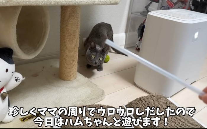 ストローと猫