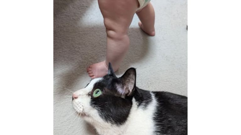 猫と赤ちゃん