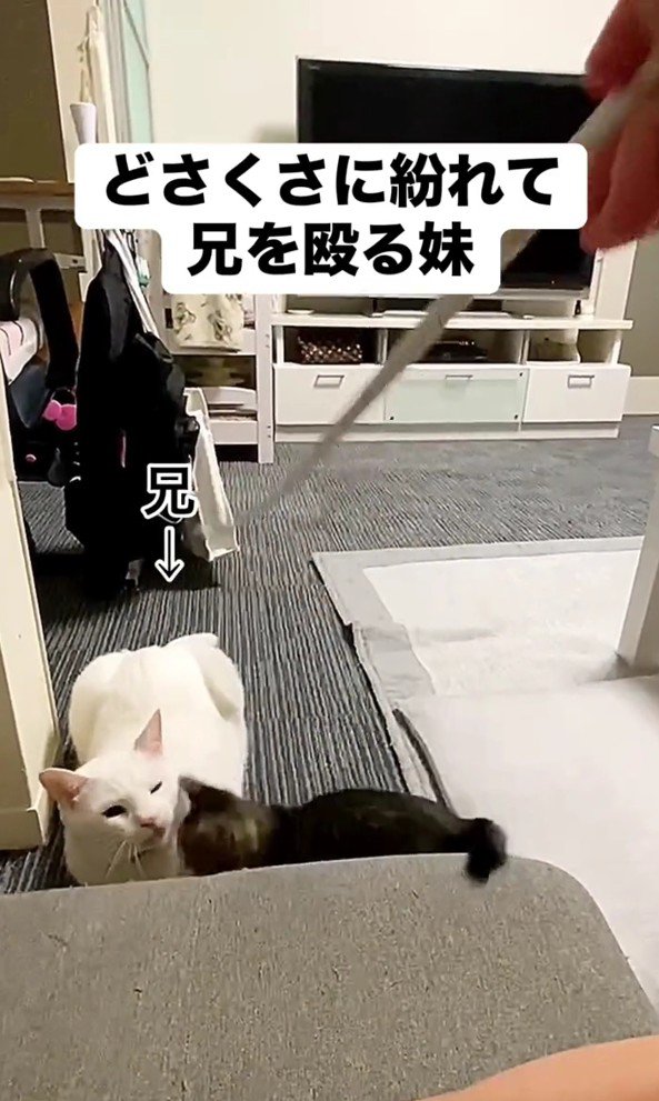 幸吉くんに激突するレアちゃん