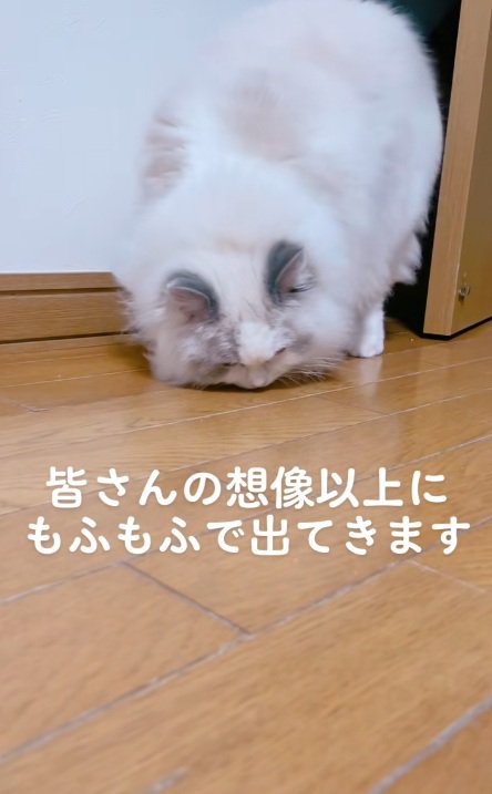 ドアから出てきて下を向いているラグドール