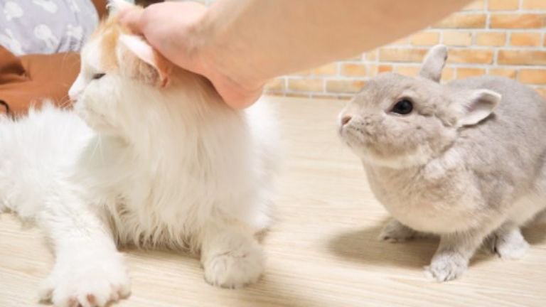 猫とウサギ