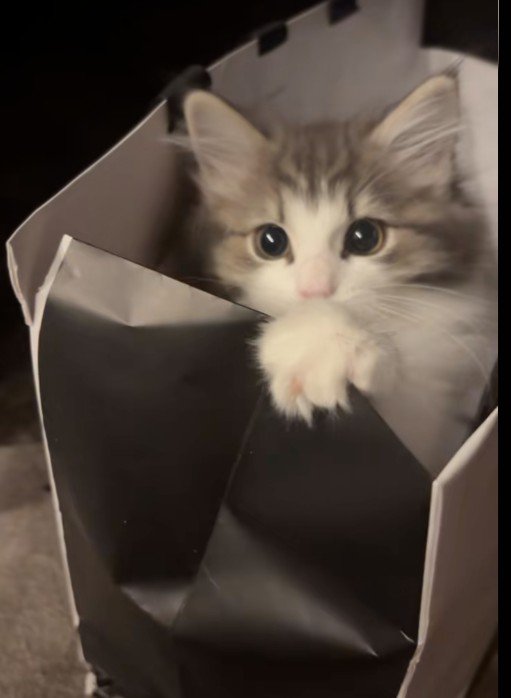 紙袋の中に入っている子猫