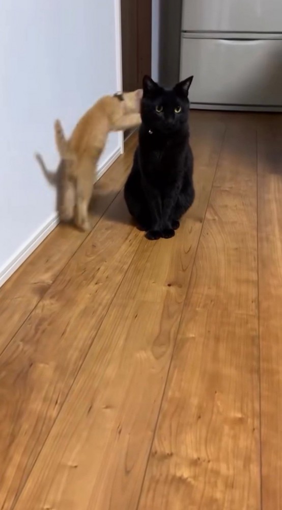 黒猫に向かって飛びつこうとする子猫