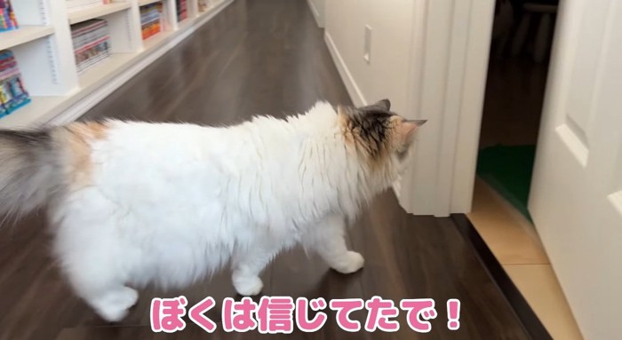 ドアへ向かう猫