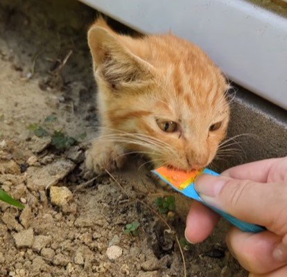 おやつにかじりつく子猫