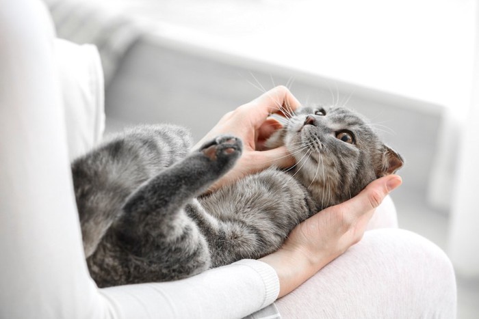 飼い主の膝の上で仰向けにされている猫