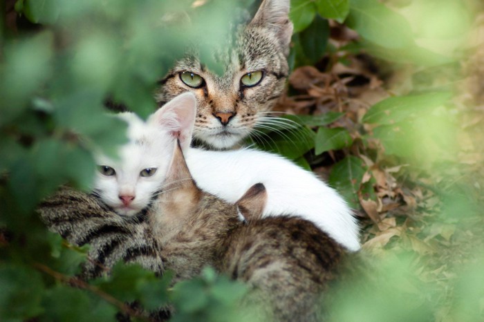野良猫と子猫たち