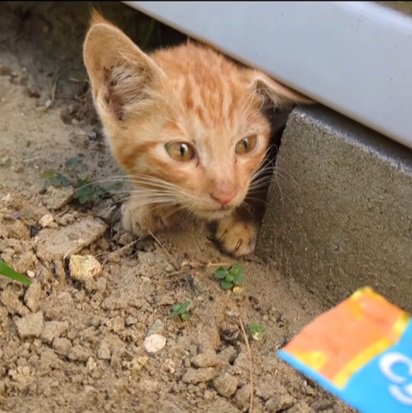 物置の下の子猫