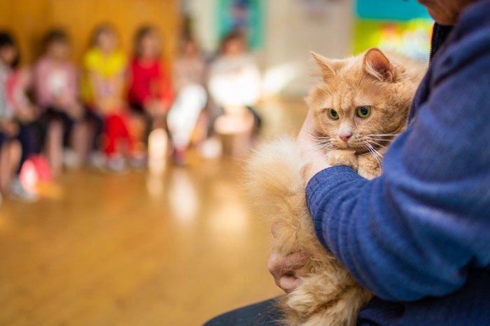 幼稚園を訪問する猫