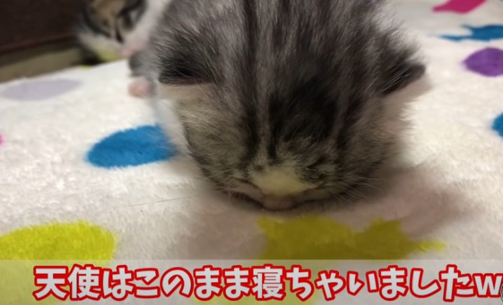 「ごめん寝」の子猫