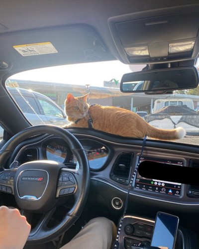 車のダッシュボードに乗る猫