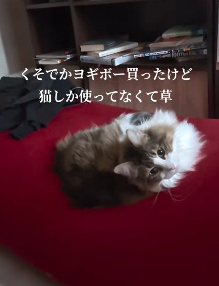 ビーズソファーでくつろぐノルウェージャンフォレストキャット