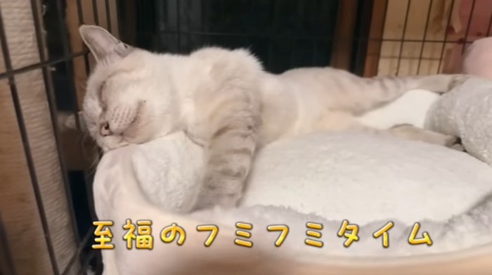 猫用ベッドでふみふみするシャムトラ猫