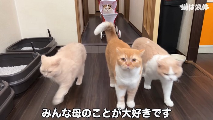 歩いてくる猫たち