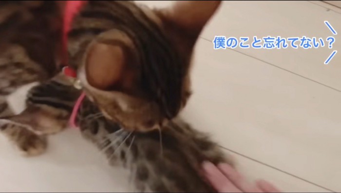 子猫の背中を舐める母親猫