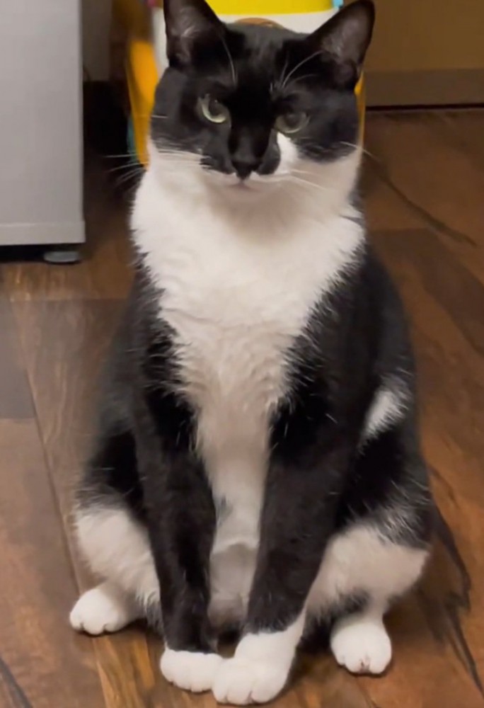 仲居さんみたいな猫