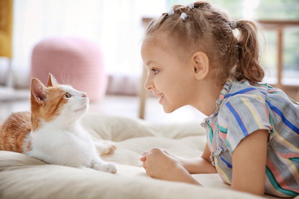 茶色と白の猫と少女