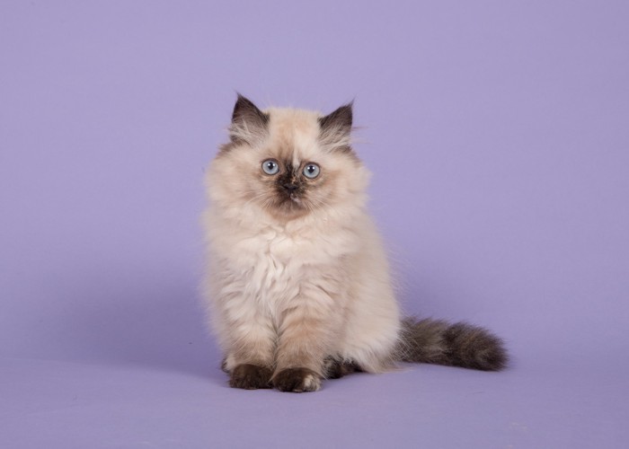 正面を見つめながら座るヒマラヤンの子猫