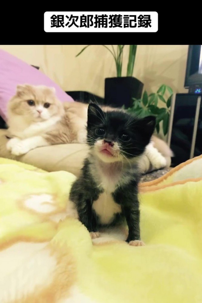 座る子猫