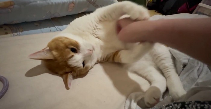 飼い主の手をつかむ猫