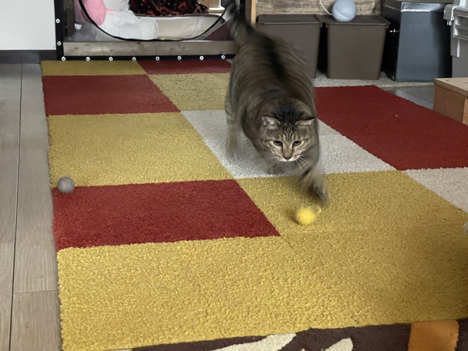 ボールで遊ぶ猫