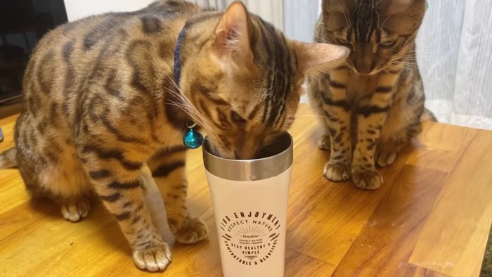 水を飲む猫