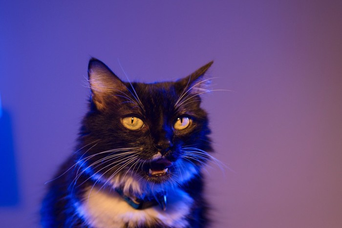 夜に鳴く猫