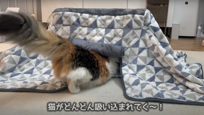 猫がこたつに入っているところ