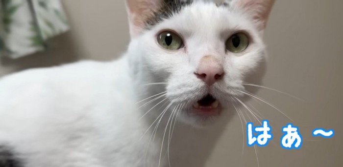 猫のアップ