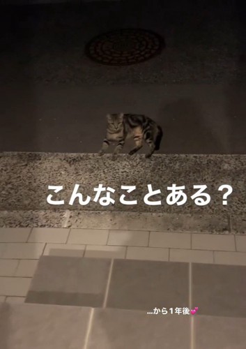 外で寝そべる猫