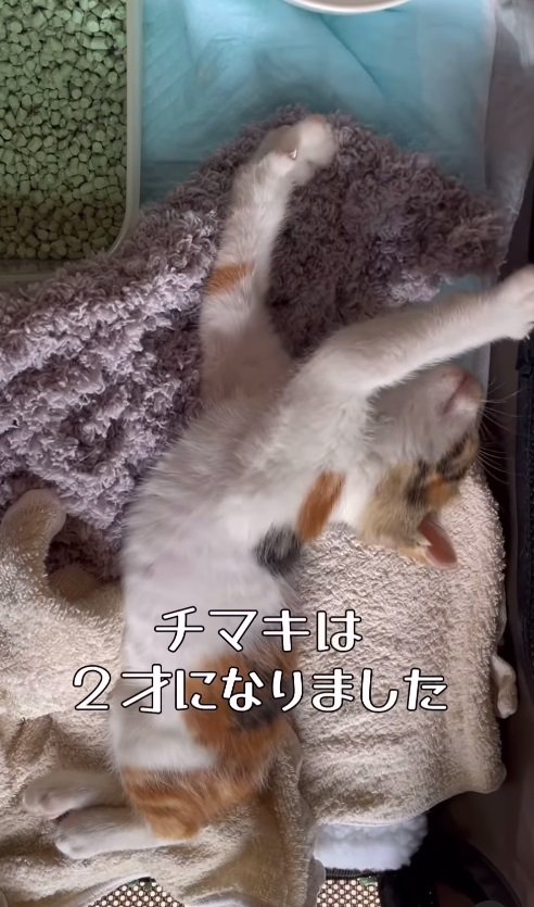 チマキは2歳になりました