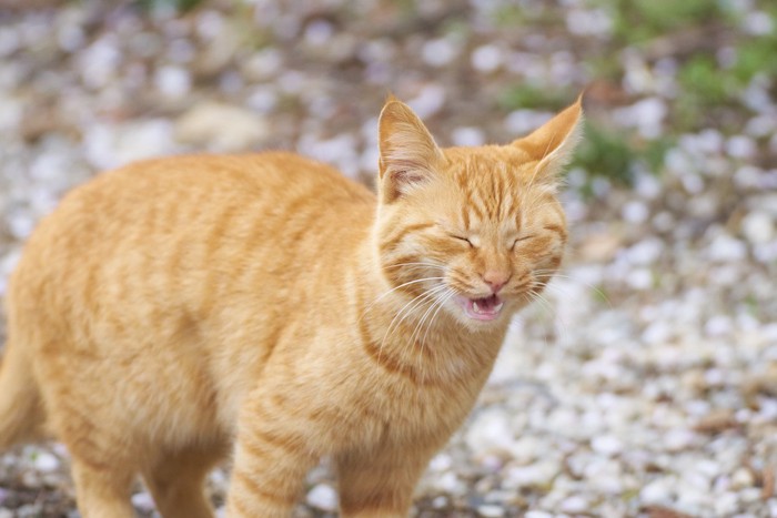 目を閉じている茶トラ猫