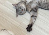腕を伸ばしたまま眠る猫