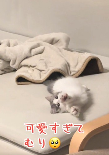 伸びをする猫