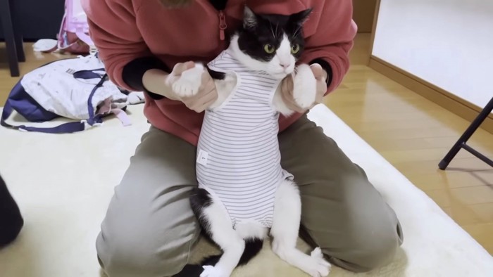 術後服でだっこされる猫