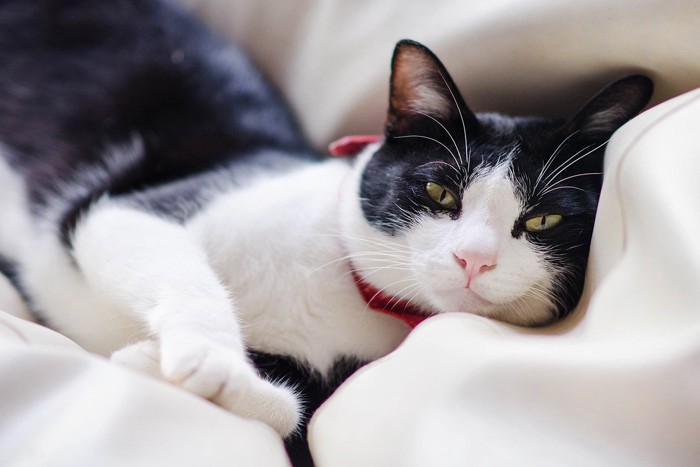 クールな視線を向ける白黒猫