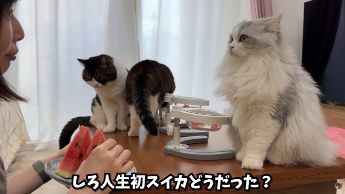 テロップ「しろ人生初の~」