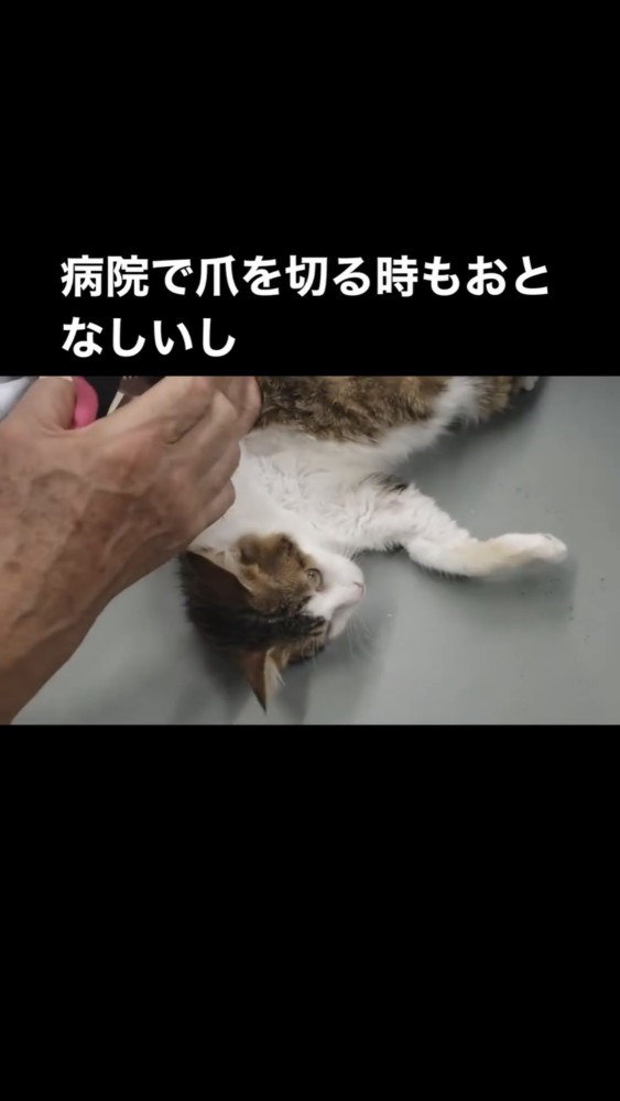 治療を受ける猫